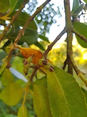 Laureliopsis philippiana