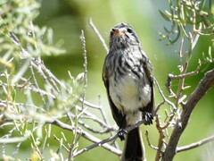 Anairetes flavirostris