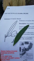 Dodonaea serratifolia