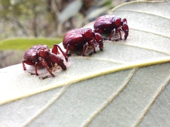 Heterapoderus sulcicollis