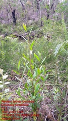 Dodonaea serratifolia