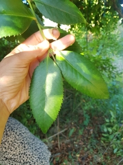 Laureliopsis philippiana