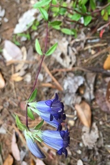 Gentiana affinis ovata