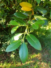 Laureliopsis philippiana