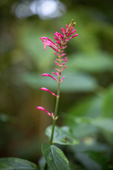 Odontonema