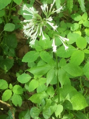 Valeriana pauciflora