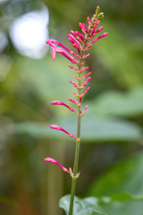 Odontonema