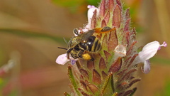Exomalopsis