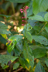 Odontonema