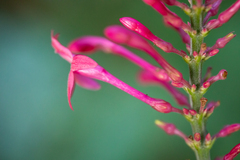Odontonema
