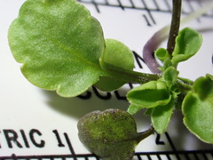 Viola bicolor