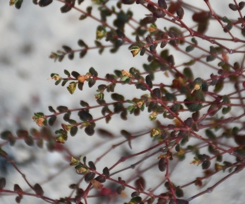 Euphorbia minutula