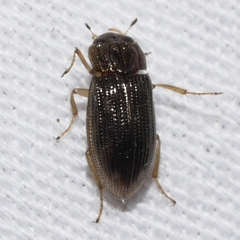 Hydrophiloidea
