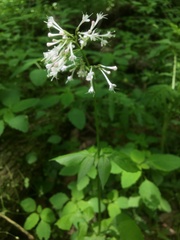 Valeriana pauciflora