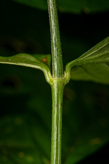Odontonema