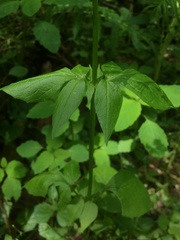 Valeriana pauciflora