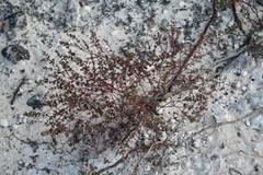 Euphorbia blodgettii