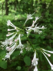 Valeriana pauciflora