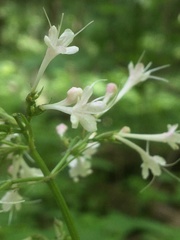 Valeriana pauciflora