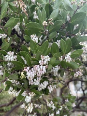 Arctostaphylos hookeri