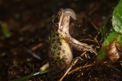 Odorrana tianmuii