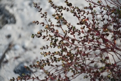 Euphorbia blodgettii