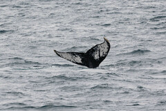 Megaptera novaeangliae australis