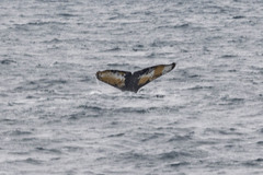 Megaptera novaeangliae australis