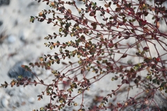Euphorbia blodgettii