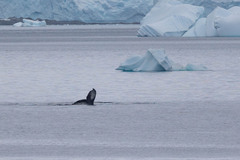 Megaptera novaeangliae australis