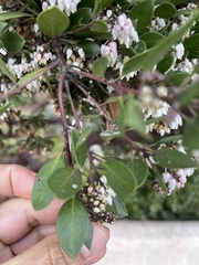 Arctostaphylos hookeri