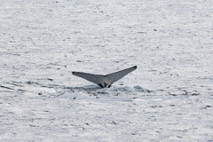 Megaptera novaeangliae australis