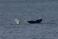 Megaptera novaeangliae australis