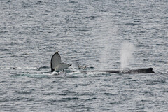 Megaptera novaeangliae australis