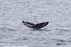 Megaptera novaeangliae australis