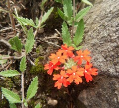 Glandularia peruviana