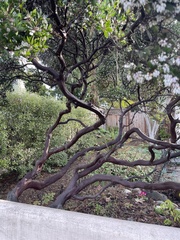 Arctostaphylos hookeri