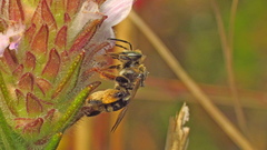 Exomalopsis