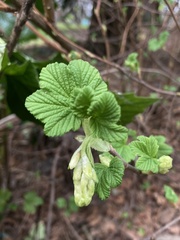 Ribes sanguineum