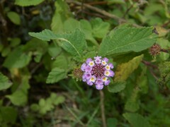 Lippia junelliana