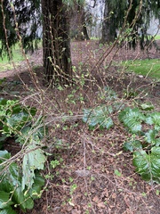 Ribes sanguineum