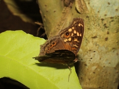 Junonia erigone
