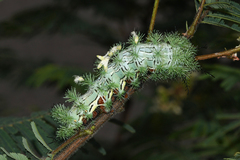 Automeris cecrops pamina
