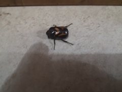 Oryctomorphus bimaculatus