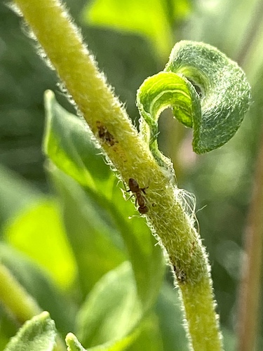 iNaturalist observation photo of Argentine Ant