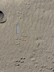 Ammospermophilus leucurus