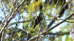 Camptostoma obsoletum