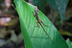 Anolis polylepis