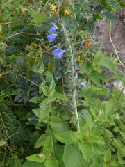 Salvia stachydifolia