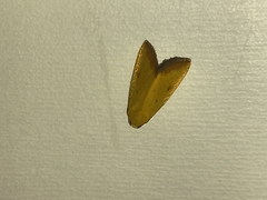 Lepidoptera